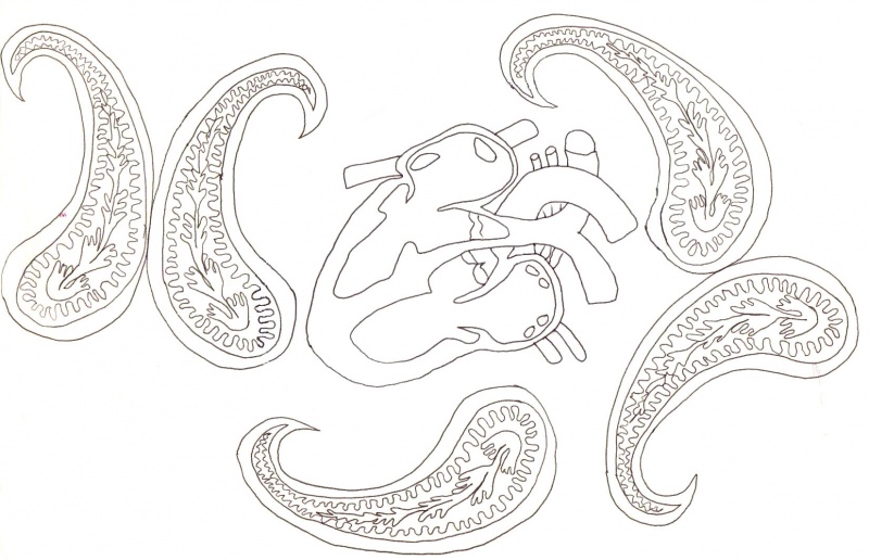 Fichier:Iran9 Motif accœurdé.jpg